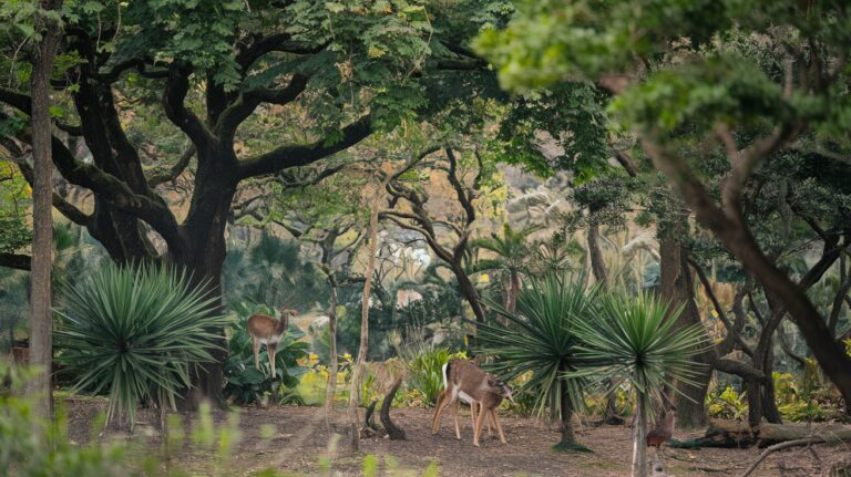 What is Biodiversity? Complete Guide & Why It Matters 2025