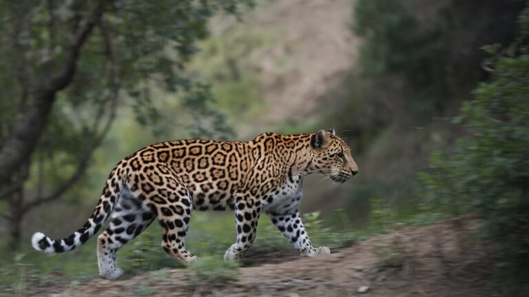 Critically Endangered Species 2025: Top 12 Animals at Risk